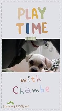 Play Time With Chambe