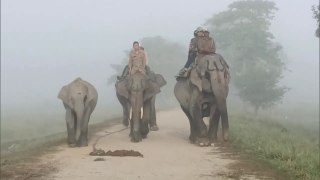Elephant Safari Start for the Tourist at Kaziranga National Park & Tiger Reserve of Assam