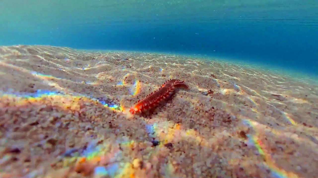 Ver de feu en Grèce.