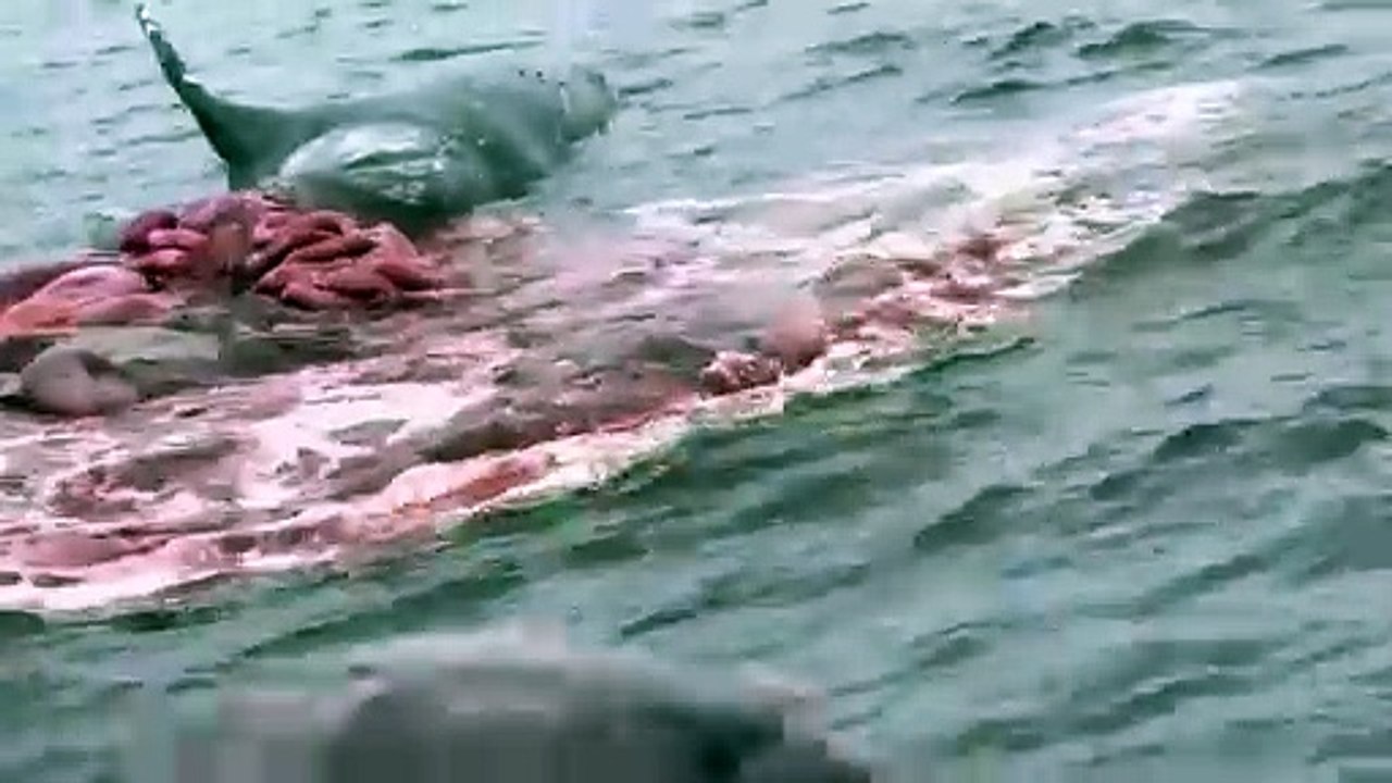 See, how Whale Explodes! very rare scene.