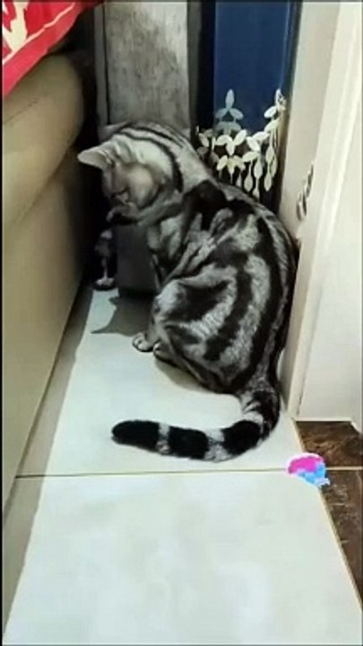 #FYP #ForYou #TikTokFYP #ForYouPage #Trending #Viral #ExplorePage #FYPシ #menghianati #FYPMe #c4tscutes #cat4