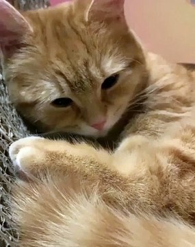 #FYP #ForYou #TikTokFYP #ForYouPage #Trending #Viral #ExplorePage #FYPシ #menghianati #FYPMe #c4tscutes #cat3