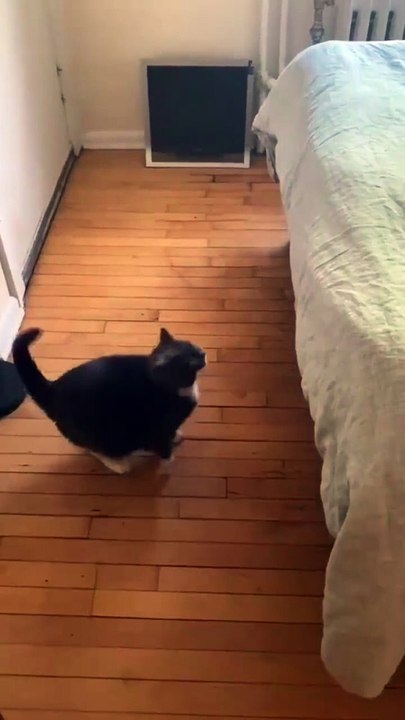 #FYP #ForYou #TikTokFYP #ForYouPage #Trending #Viral #ExplorePage #FYPシ #menghianati #FYPMe #c4tscutes #cat2