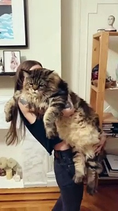 #FYP #ForYou #TikTokFYP #ForYouPage #Trending #Viral #ExplorePage #FYPシ #menghianati #FYPMe #c4tscutes #cat1