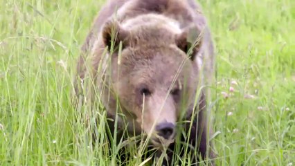 Страна медведей | movie | 2019 | Official Trailer