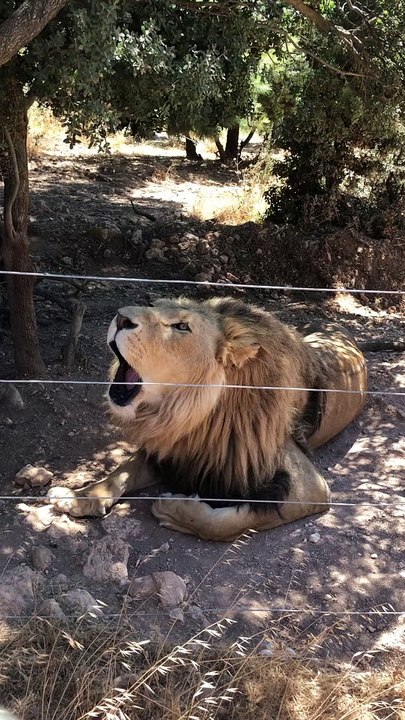 Lion King Singing Song, watch and enjoy.