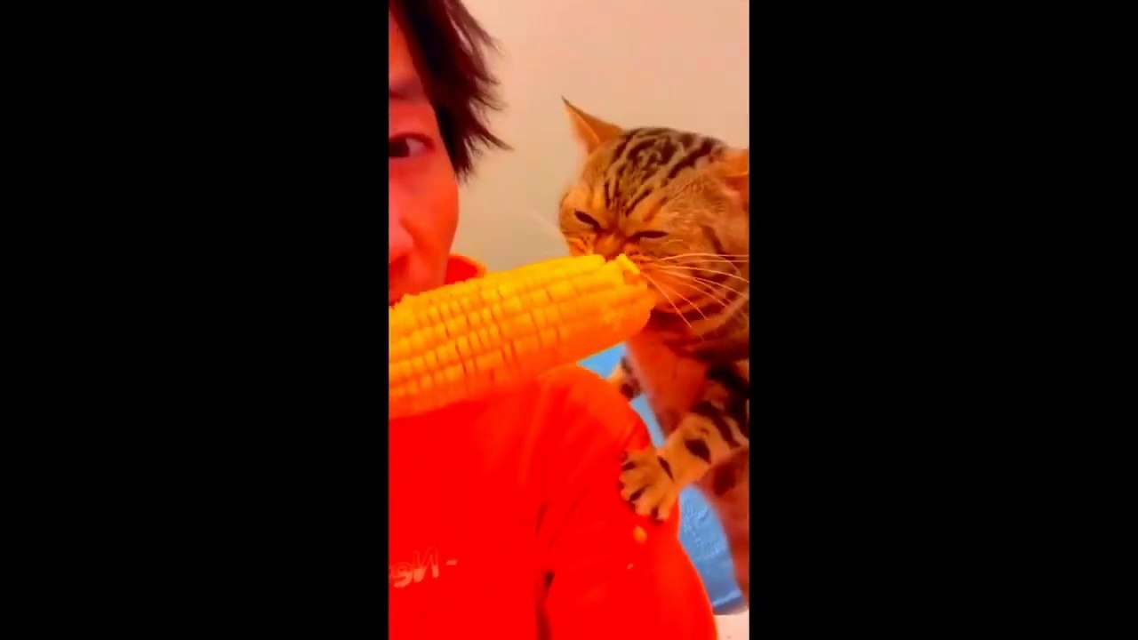 New Funny Animals Video 2023 _ Funniest Cats and Dogs Videos _ New Funny Video Of Cat And Dogs #268
