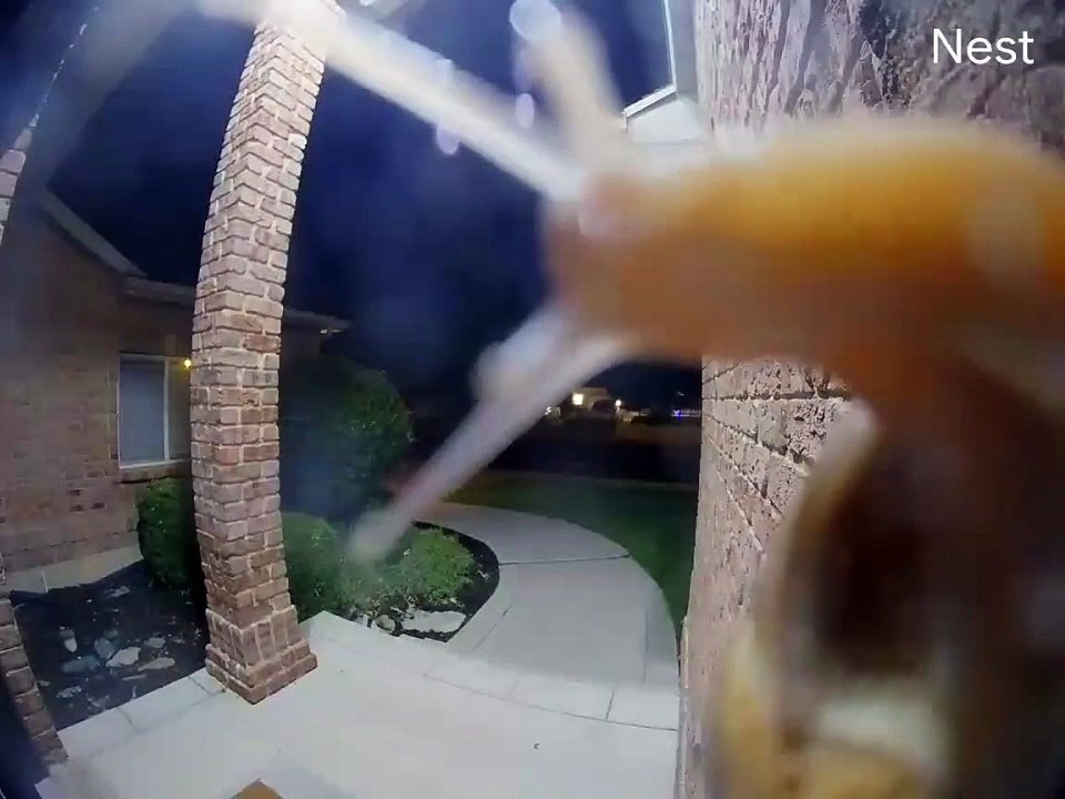 Snail Says Shello