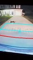 Rolling Cat Blocks Truck Reversing