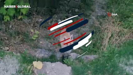 Yer Erzincan: İlçe merkezinde yemek ararken böyle yakalandı!