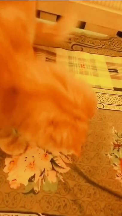 Simba