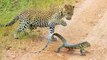 Leopard Cub Gets Slapped by Lizard