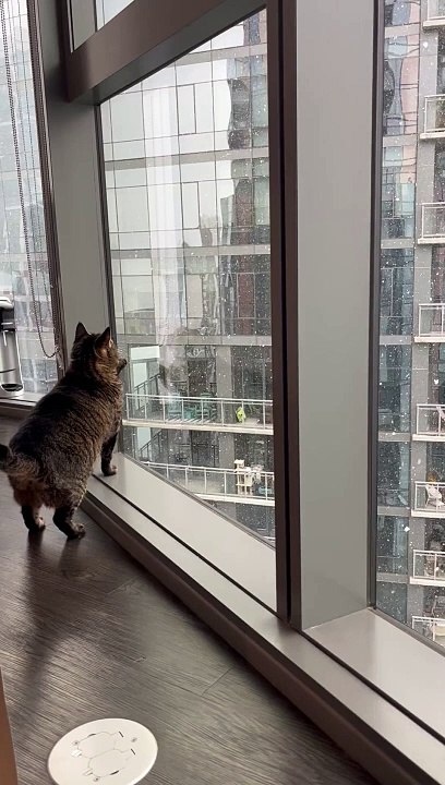 Cat Enjoys Chicago's First Snow