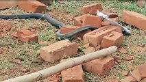 Video: प्लाट में चल रहे काम के दौरान नाग-नागिन का जोड़ा, लोगों ने किया सराहनीय काम; देखें पूरा वी‌डियो