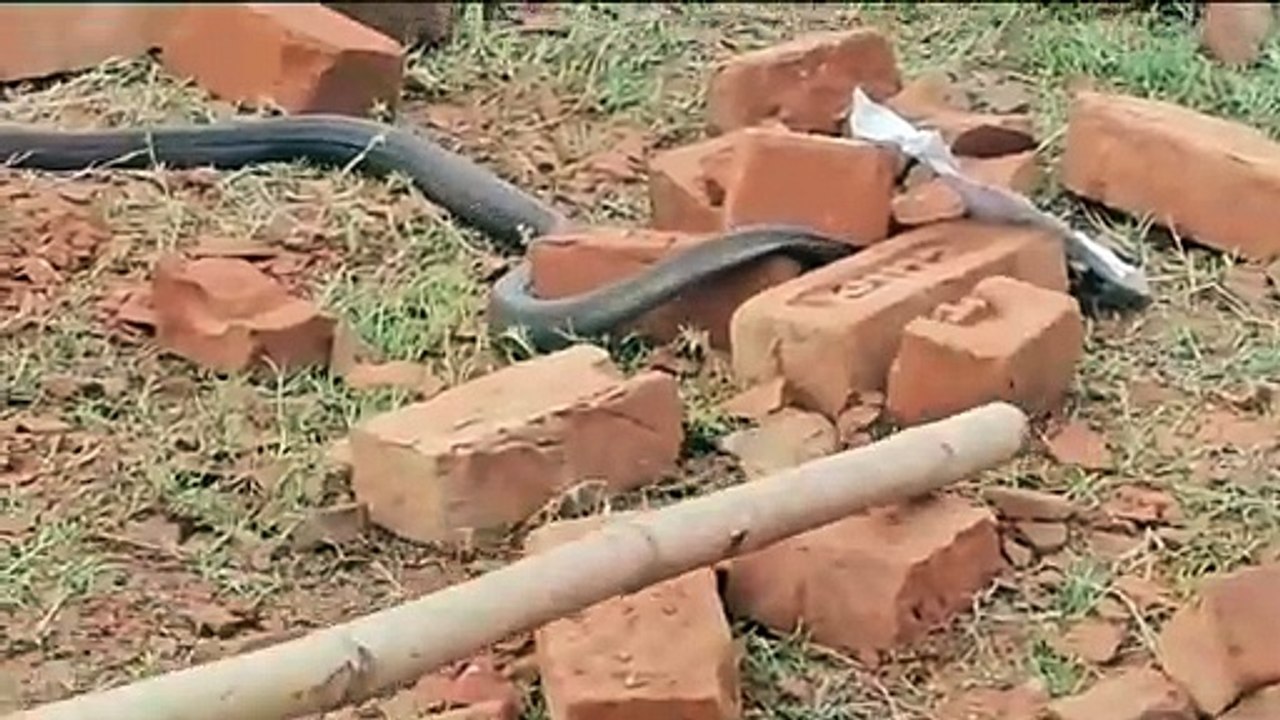 Video: प्लाट में चल रहे काम के दौरान नाग-नागिन...