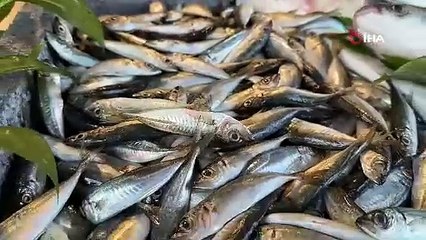 Sıcak hava Karadeniz’de balığı etkiledi