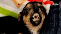Un chien aux dents de vampire trouve sa famille pour la vie : ils partagent un rappel important (vidéo)