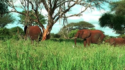 Kenya wildlife - red elephants