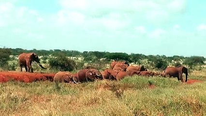 Tsavo West - Elephants