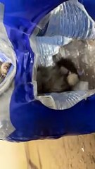 Kitten Gets Stuck in Case of Water Bottles