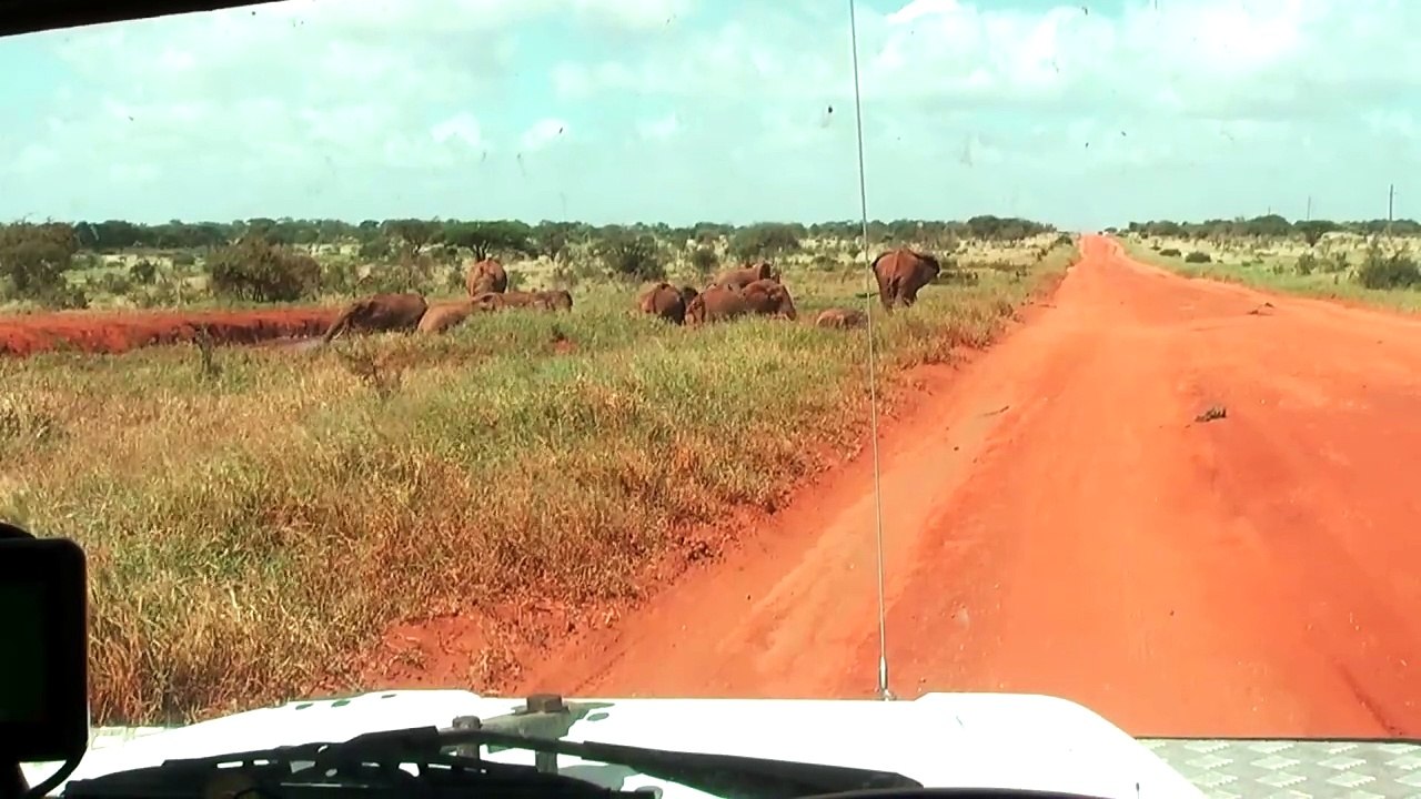 African Elephants