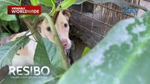 Mga aso, ilegal na ibinebenta para gawing pang-ulam?! | Resibo