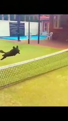 Animals Funny Compilation | Animals Funny Reactions | Animals Funny Moments | Satisfying Videos #fun #animal #pets #satisfyingvideos #giraffes #turtle #love #cute #beautiful #funny