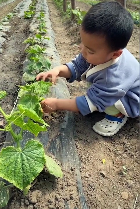 Baby Pluck Food From The Field |  Babies Funny Reactions | Babies Funny Moments | Cute Babies #baby #babies #beautiful #cutebabies #fun #love #cute