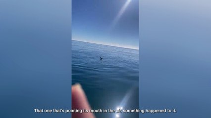 Dolphin rescue: Dramatic moment fishermen save baby dolphin trapped in fishing net