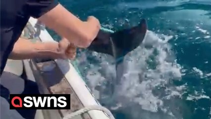 Fishermen work with mum dolphin to rescue baby from fishing net
