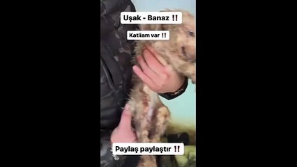 Uşak Banaz'daki Hayvan Barınağında Şoke Edici Görüntüler