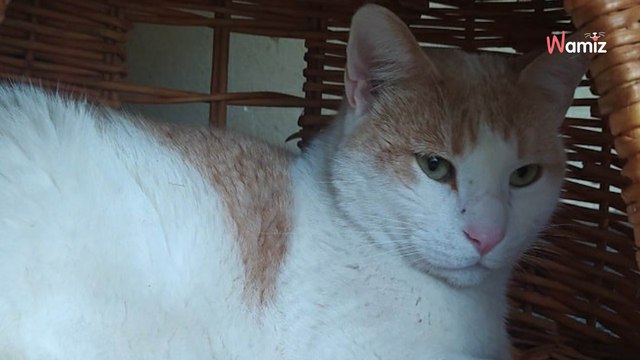 Ce chat est au refuge depuis 3 ans et il n'a reçu qu'une seule demande qui n'a rien donné : trouvera-t-il un jour sa famille ?