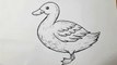 How To Draw Duck For Beginners __ Duck Drawing Step By Step __ Duck Drawing easy