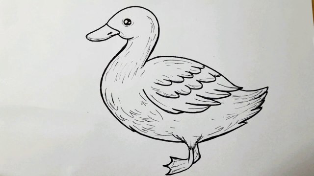 How To Draw Duck For Beginners __ Duck Drawing Step By Step __ Duck Drawing easy