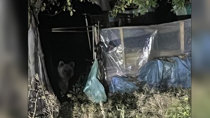 Bolu'da evin bahçesine giren ayı  görenleri heyecanlandırdı