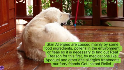 Most Common Health Problems That Bother Dogs and Proactive Prevention Strategies (1)