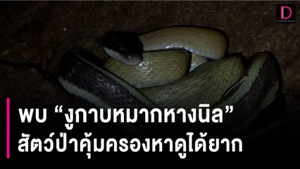 พบ "งูกาบหมากหางนิล" สัตว์ป่าคุ้มครองหาดูได้ยากใน "เขาถ้ำแรด-ตรัง" | HOTSHOT เดลินิวส์ 06/11/66