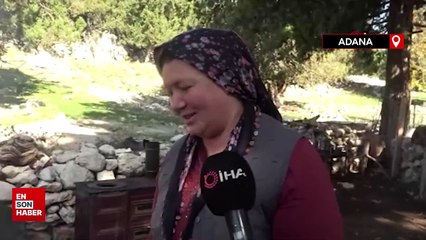 Sedir kozalakları kışın kazanlarda şifaya dönüşüyor