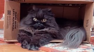 Cat Meowing|Cat Sound| Cute Cat Videos #shorts #cat #cats #dog #puppy #catlover #catfunnyshorts