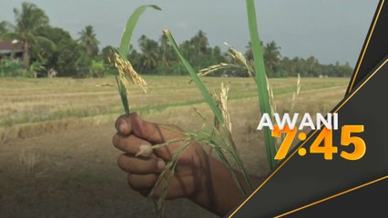 Bekalan benih tidak ikut masa, harga lebihi siling ganggu proses penanaman padi
