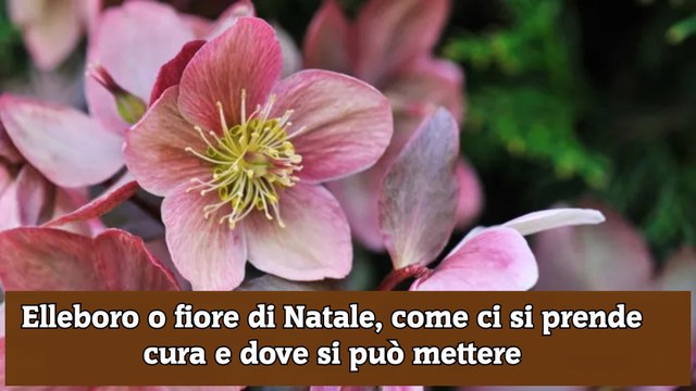 Elleboro o fiore di Natale, come ci si prende cura e dove si può mettere