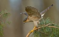 Sparrowhawk stops to find prey in back garden of Merseyside semi