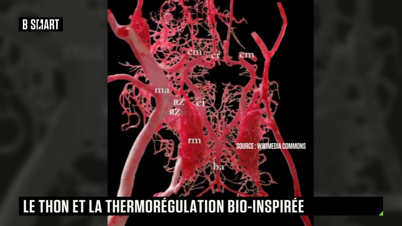 SMART TECH - Biomimétisme et thermorégulation, l’exemple du thon