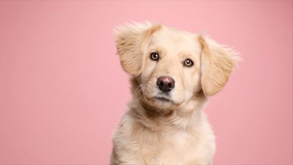 How Cute Dog Photos Improve Your Day