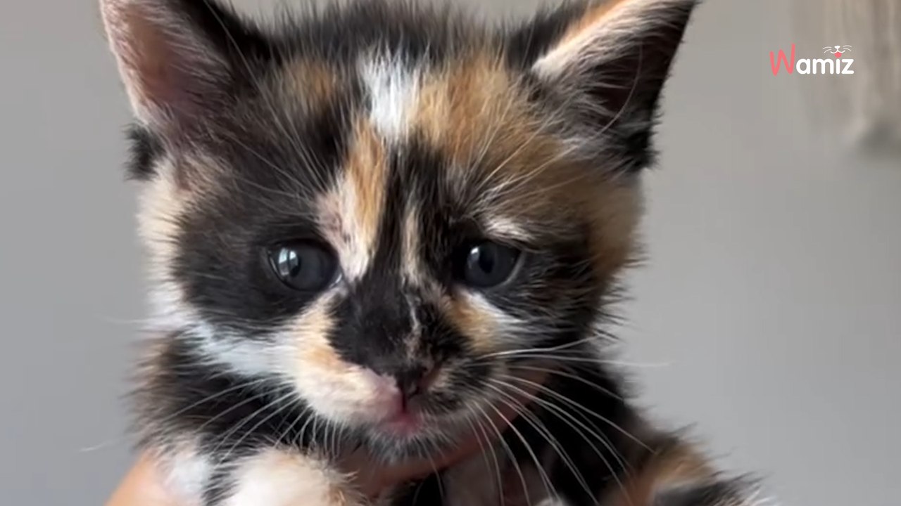 Elle demande à rencontrer 4 chatons en famille d'accueil et surprend tout le monde par son geste extraordinaire (vidéo)