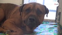Labrador-Pitbull-mix begint te huilen als hij begrijpt wat er met hem gebeurt (Video)
