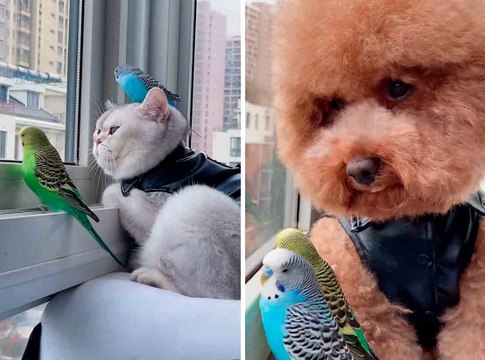 Suloinen video: kissa, koira ja pikkulinnut ovat parhaita ystäviä