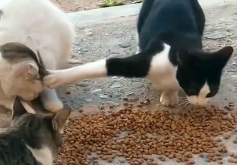 Huvittava video: äärimmäisen itsekäs kissa ei jaa ruokaansa kaverin kanssa