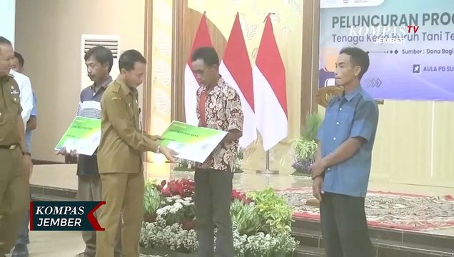 Pemkab Jember Berikan BPJS TenagakerjakeBuruh Tani Tembakau