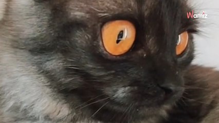 'Ordinary' grey kitten starts to change colour after being adopted